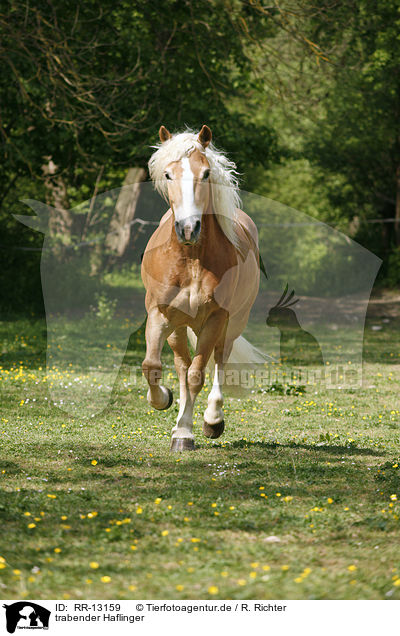 trabender Haflinger / trotting horse / RR-13159