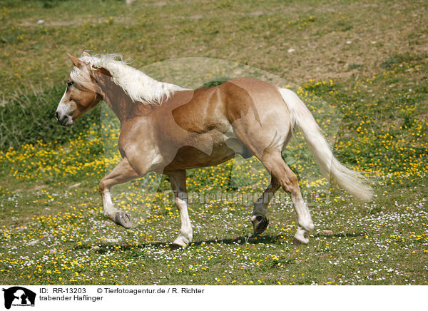 trabender Haflinger / trotting horse / RR-13203