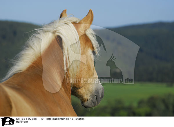 Haflinger / Haflinger / SST-02886