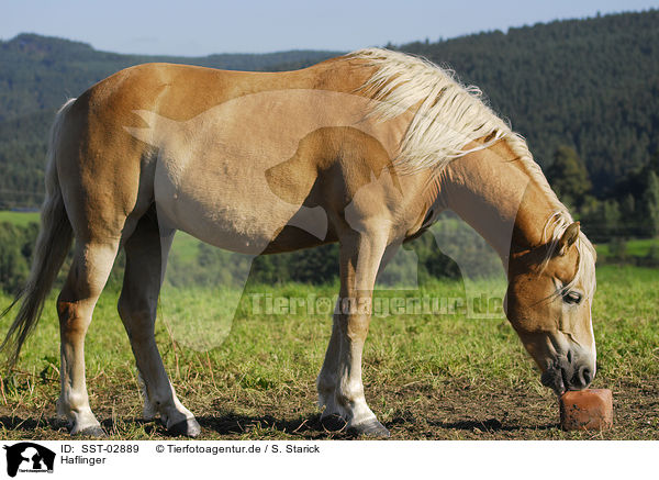 Haflinger / Haflinger / SST-02889