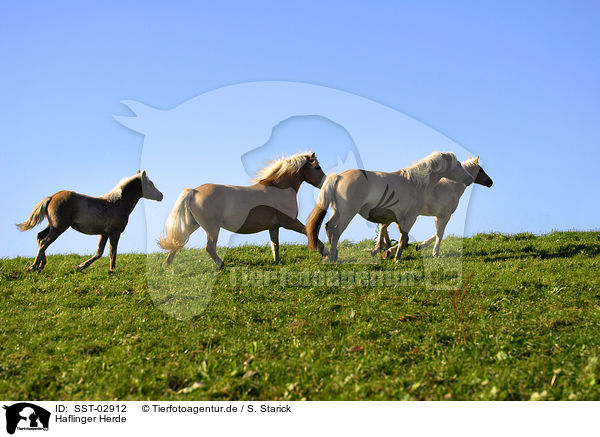 Haflinger Herde / Herd of Haflinger / SST-02912