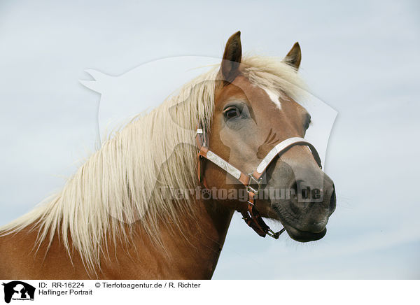 Haflinger Portrait / Haflinger Portrait / RR-16224