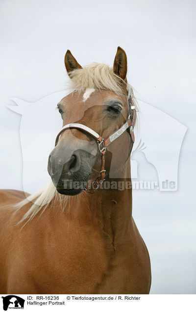 Haflinger Portrait / Haflinger Portrait / RR-16236