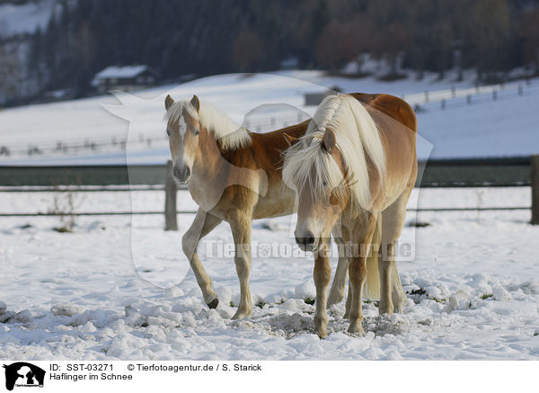 Haflinger im Schnee / Haflinger in winter / SST-03271