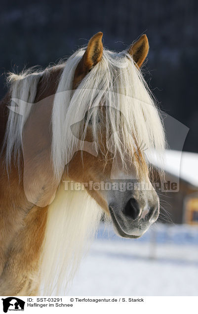 Haflinger im Schnee / Haflinger in winter / SST-03291