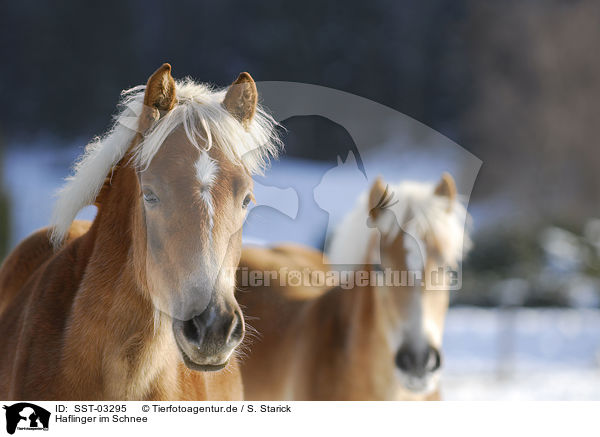 Haflinger im Schnee / Haflinger in winter / SST-03295