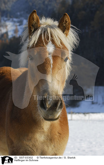 Haflinger im Schnee / Haflinger in winter / SST-03302