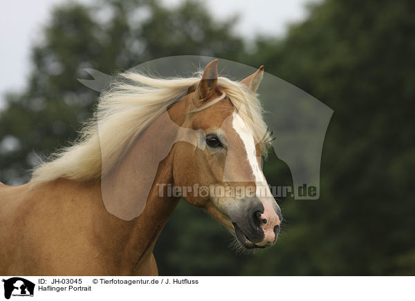 Haflinger Portrait / Haflinger Portrait / JH-03045