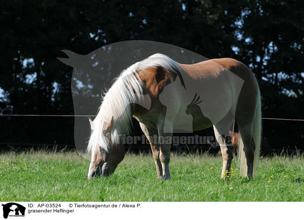 grasender Haflinger / grazing Haflinger / AP-03524