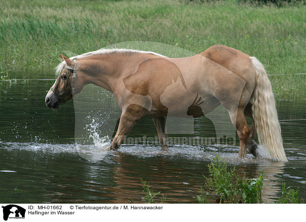 Haflinger im Wasser / haflinger horse in water / MH-01662