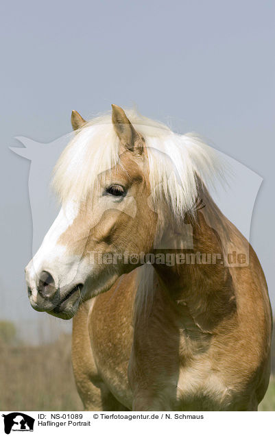 Haflinger Portrait / haflinger horse portrait / NS-01089