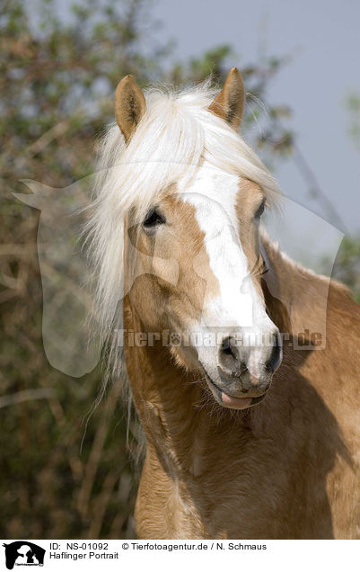 Haflinger Portrait / haflinger horse portrait / NS-01092