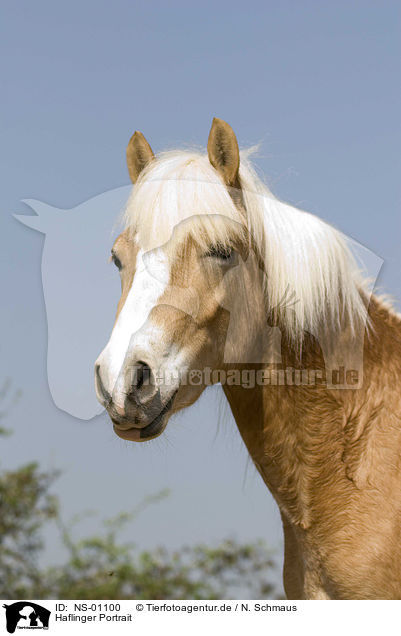 Haflinger Portrait / haflinger horse portrait / NS-01100