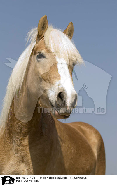 Haflinger Portrait / haflinger horse portrait / NS-01101