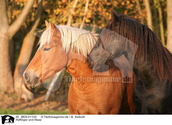 Haflinger und friese / haflinger horse and friesian / BES-01102