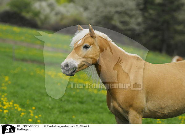 Haflinger / Haflinger / SST-06005