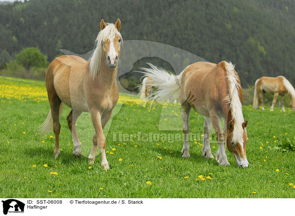 Haflinger / Haflinger / SST-06008