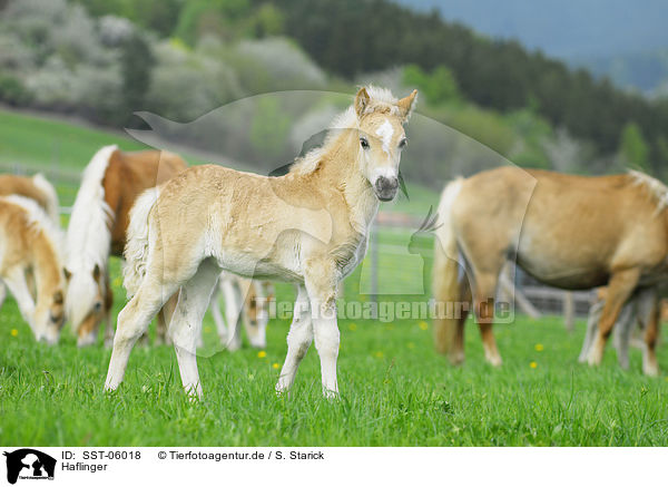 Haflinger / Haflinger / SST-06018