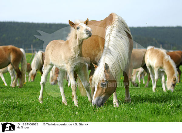 Haflinger / Haflinger / SST-06023