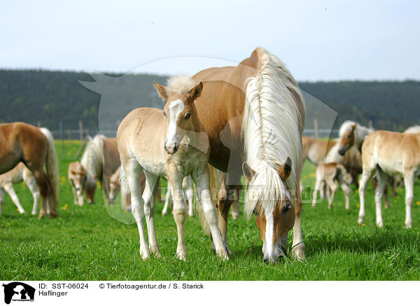 Haflinger / Haflinger / SST-06024