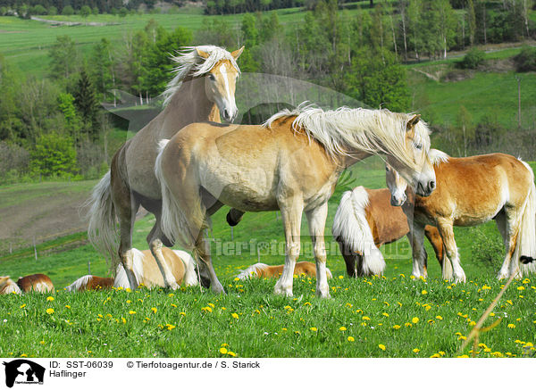 Haflinger / Haflinger / SST-06039