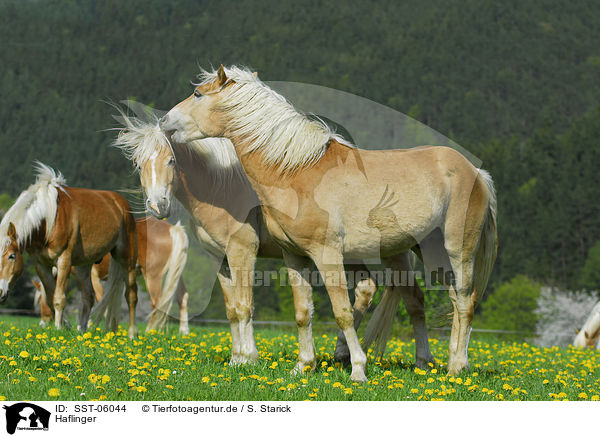 Haflinger / Haflinger / SST-06044