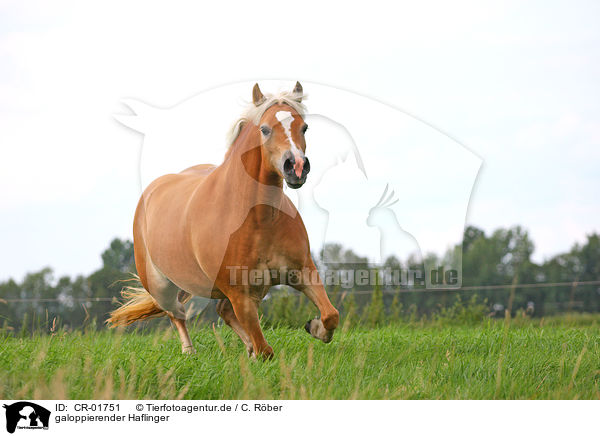 galoppierender Haflinger / galloping Haflinger horse / CR-01751