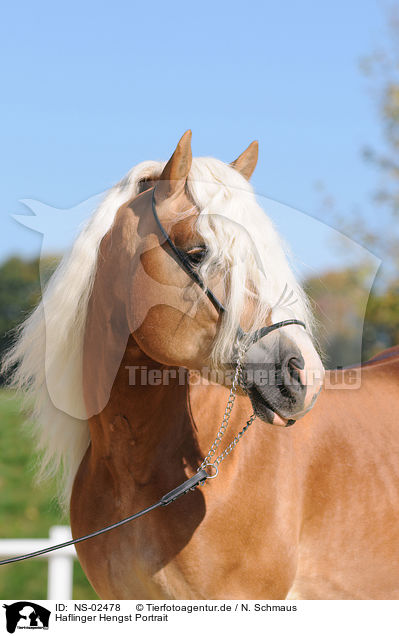 Haflinger Hengst Portrait / haflinger stallion portrait / NS-02478