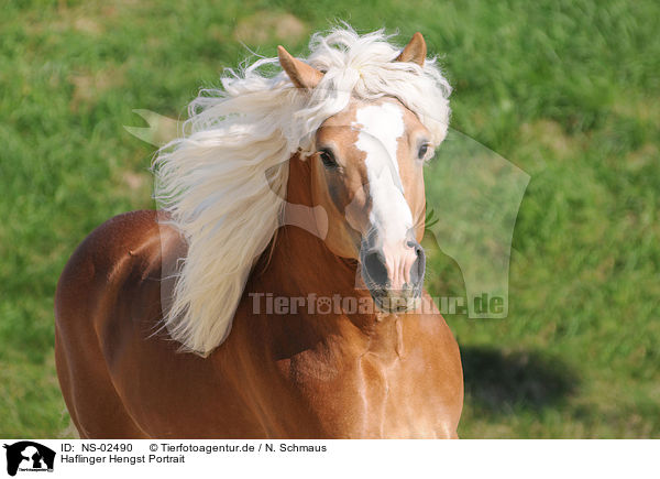 Haflinger Hengst Portrait / haflinger stallion portrait / NS-02490