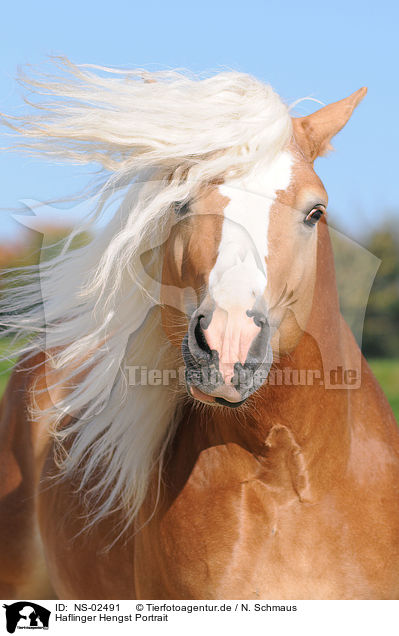 Haflinger Hengst Portrait / haflinger stallion portrait / NS-02491