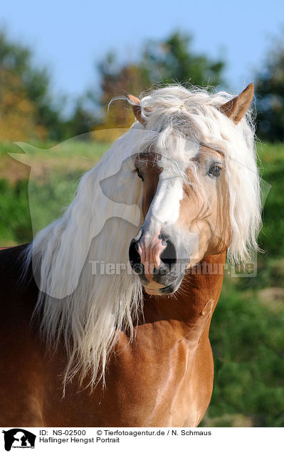 Haflinger Hengst Portrait / haflinger stallion portrait / NS-02500