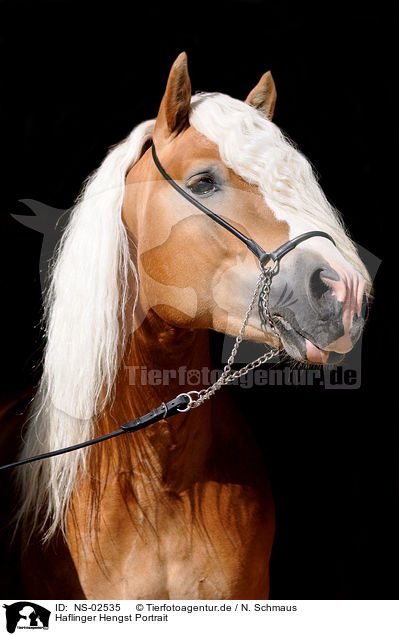 Haflinger Hengst Portrait / haflinger stallion portrait / NS-02535