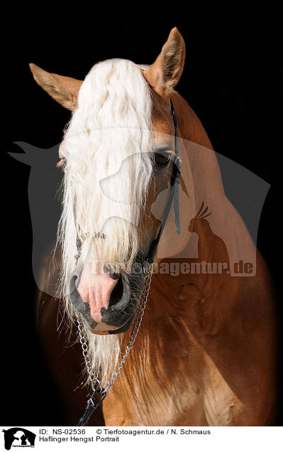 Haflinger Hengst Portrait / haflinger stallion portrait / NS-02536