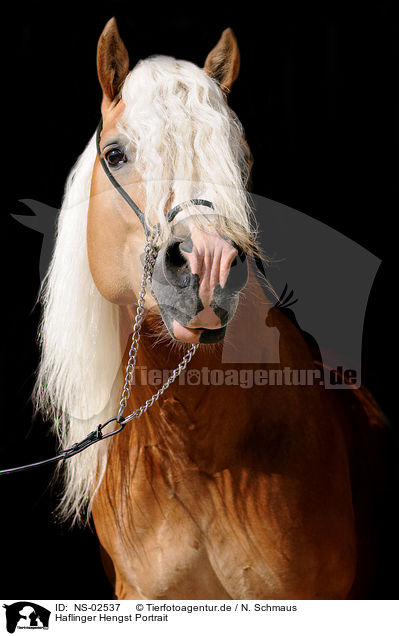 Haflinger Hengst Portrait / haflinger stallion portrait / NS-02537