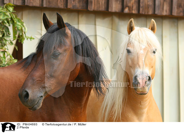 2 Pferde / 2 horses / PM-04693