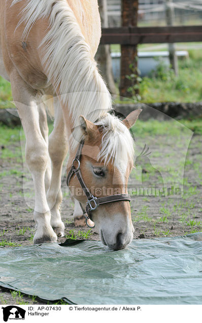 Haflinger / haflinger horse / AP-07430