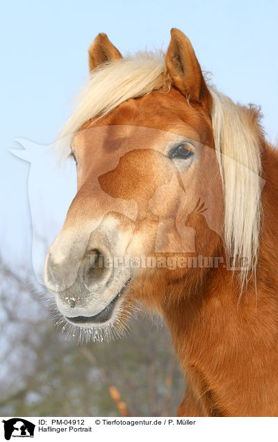 Haflinger Portrait / Haflinger horse portrait / PM-04912
