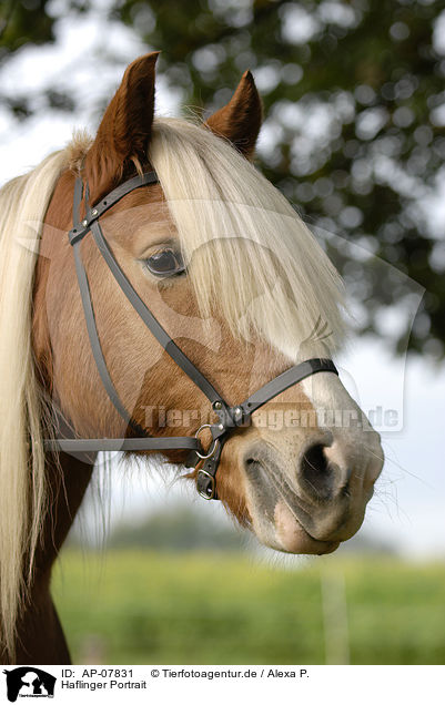 Haflinger Portrait / Haflinger horse portrait / AP-07831