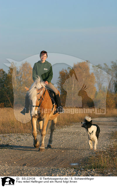 Frau reitet Haflinger / woman rides haflinger horse / SS-22438