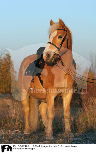 stehender Haflinger / standing haflinger horse / SS-22460