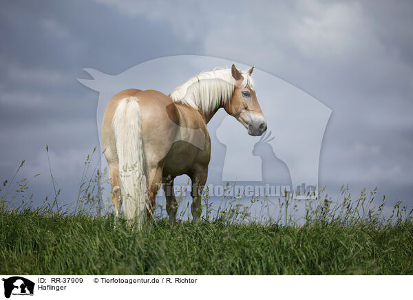 Haflinger / Haflinger / RR-37909