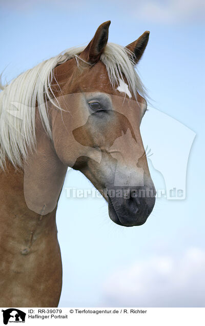 Haflinger Portrait / Haflinger Portrait / RR-39079