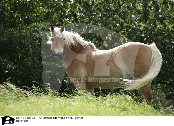 Haflinger / Haflinger / RR-39082