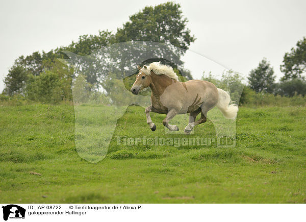 galoppierender Haflinger / galloping Haflinger horse / AP-08722