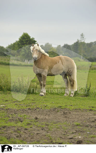 Haflinger / Haflinger horse / AP-08726