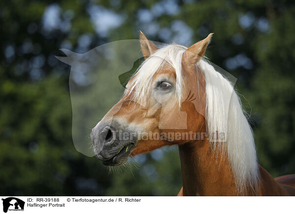 Haflinger Portrait / Haflinger Portrait / RR-39188