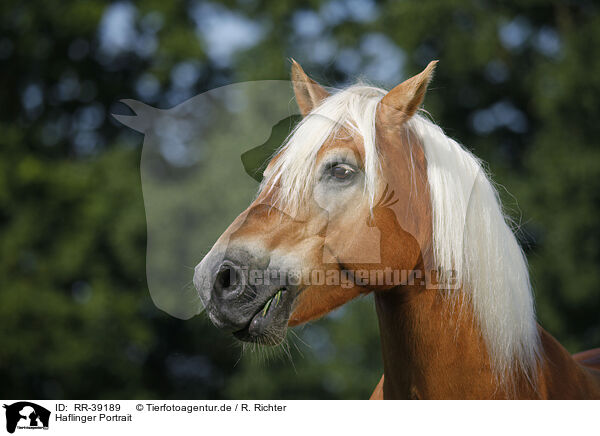 Haflinger Portrait / Haflinger Portrait / RR-39189