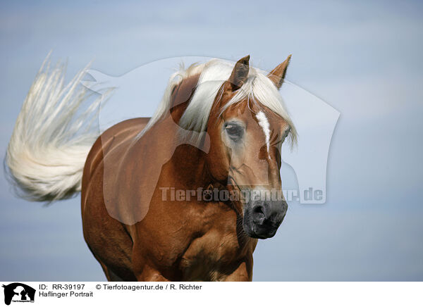 Haflinger Portrait / Haflinger Portrait / RR-39197