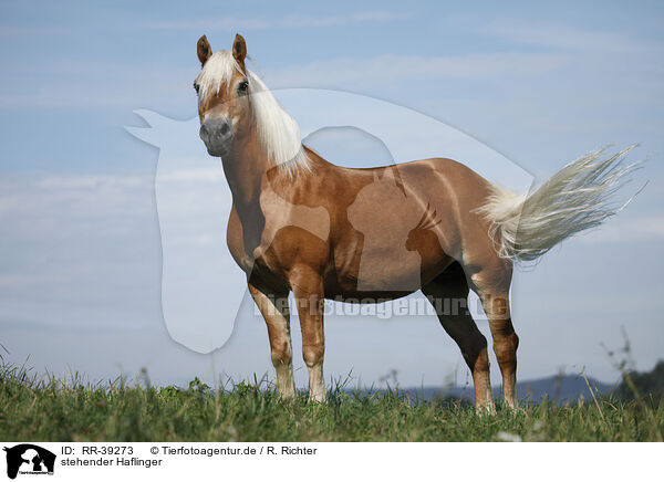 stehender Haflinger / standing Haflinger / RR-39273