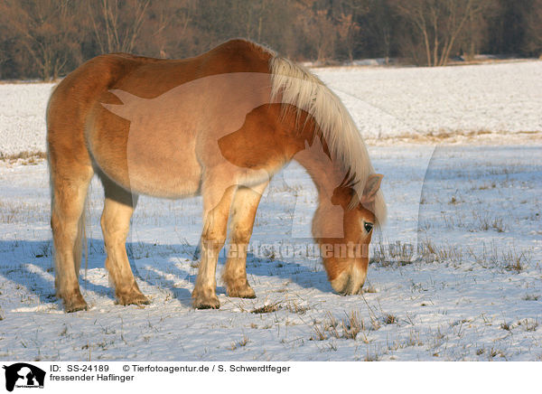 fressender Haflinger / eating Haflinger horse / SS-24189